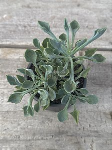 Senecio kleiniiformis