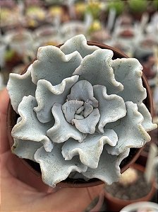 Echeveria crispate beauty