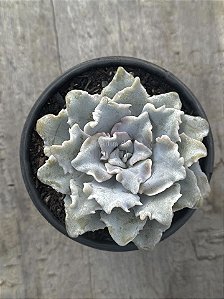Echeveria crispate beauty
