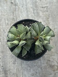Adromischus poellnitzianus