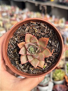 Echeveria punita