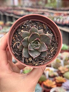 Echeveria punita