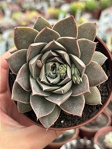 Echeveria punita