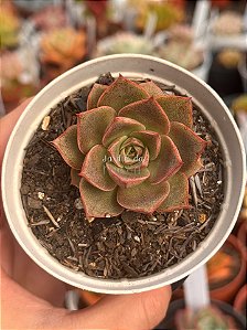 Echeveria punita