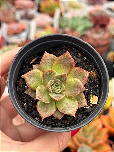 Echeveria punita