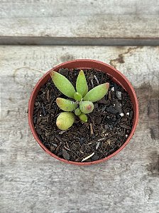 Adromischus filicaulis green