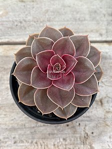 Echeveria perle pink