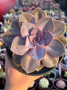 Echeveria perle pink