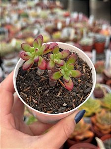 Echeveria macdougalli