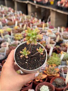 Echeveria macdougalli