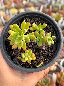 Echeveria macdougalli