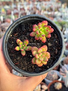 Echeveria macdougalli
