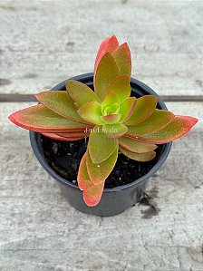 Crassula capitella ‘campfire’