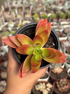 Crassula capitella ‘campfire’
