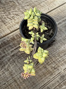 Crassula rupestris