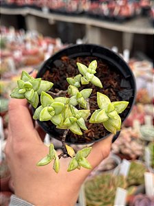 Crassula rupestris