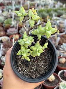 Crassula rupestris