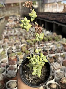 Crassula rupestris