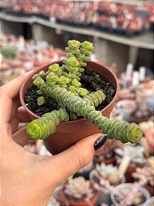 Crassula marnieriana