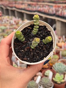 Crassula marnieriana