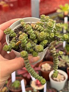 Crassula marnieriana