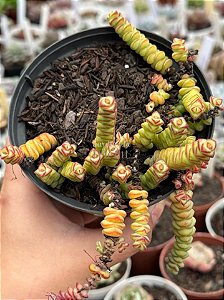 Crassula marnieriana