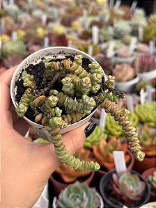 Crassula marnieriana