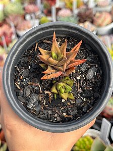 Haworthia 005