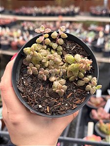 Plectranthus prostatus (boldinho)