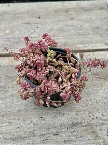 Plectranthus prostatus (boldinho)