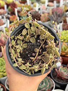 Plectranthus prostatus (boldinho)