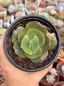 Echeveria ‘Nico d’or’