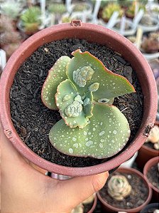 Echeveria ‘Nico d’or’ (sem raiz)