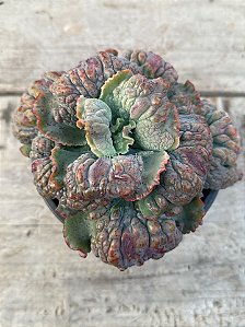 Echeveria ‘Nico d’or’