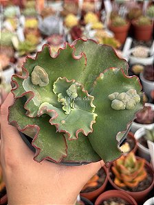 Echeveria ‘Nico d’or’ (sem raiz)