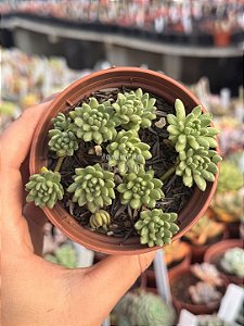 Sedum hirsutum