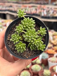 Sedum hirsutum