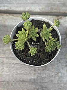 Sedum hirsutum