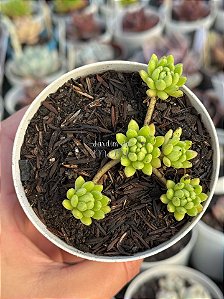 Sedum hirsutum