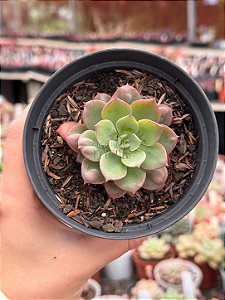 Echeveria pagoda