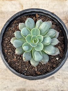 Echeveria pagoda