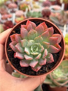 Echeveria pagoda (sem raiz)