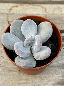 Pachyphytum blue haze (sem raiz)