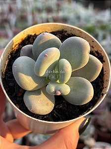 Pachyphytum blue haze