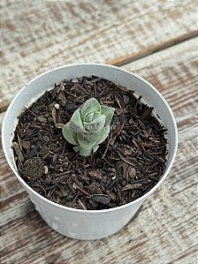 Crassula moonglow (sem raiz)