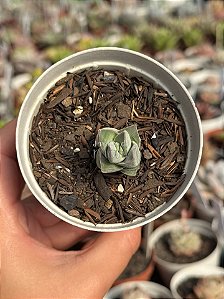 Crassula moonglow