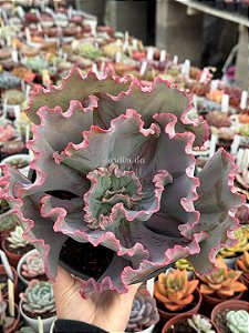 Echeveria mauna brasileira (sem raiz)