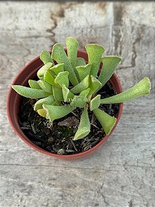 Adromischus cristatus var. clavifolius