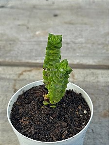 Crassula green pagoda