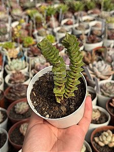Crassula green pagoda